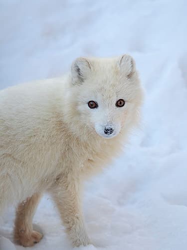 Arctic fox in snow during winter at Gronfjorden in Nordenskiold Land, Norway, Svalbard. Games and Sports Print
